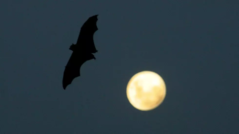 Bob Duchesne’s Wild Maine: Bats! [AUDIO]