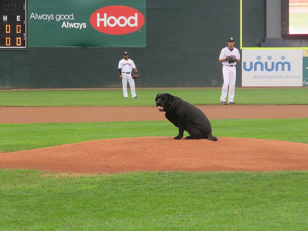 Four-Legged ‘North Woods Law’ Star ‘Throws’ Out First Pitch in Portland