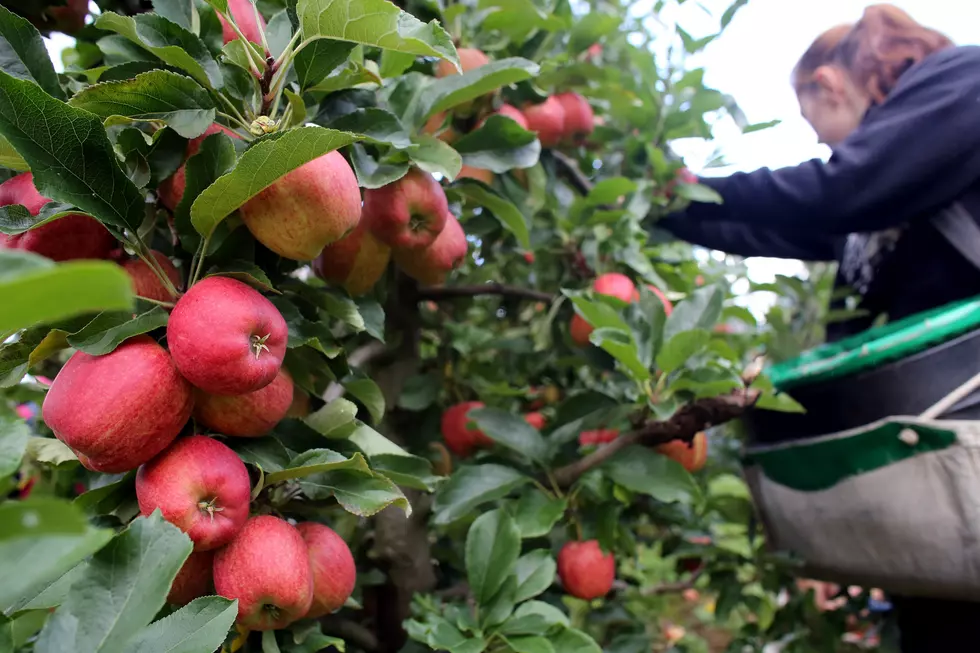 Bob Duchesne’s Wild Maine: Fall Apple Picking [AUDIO]