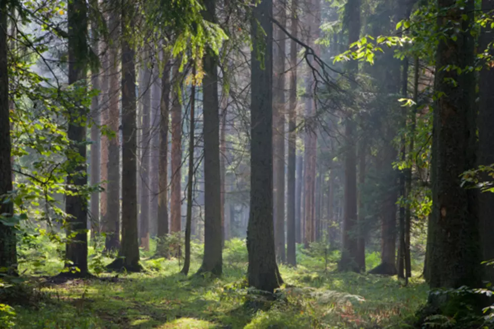 Bob Duchesne’s Wild Maine: Understanding The Forest [AUDIO]