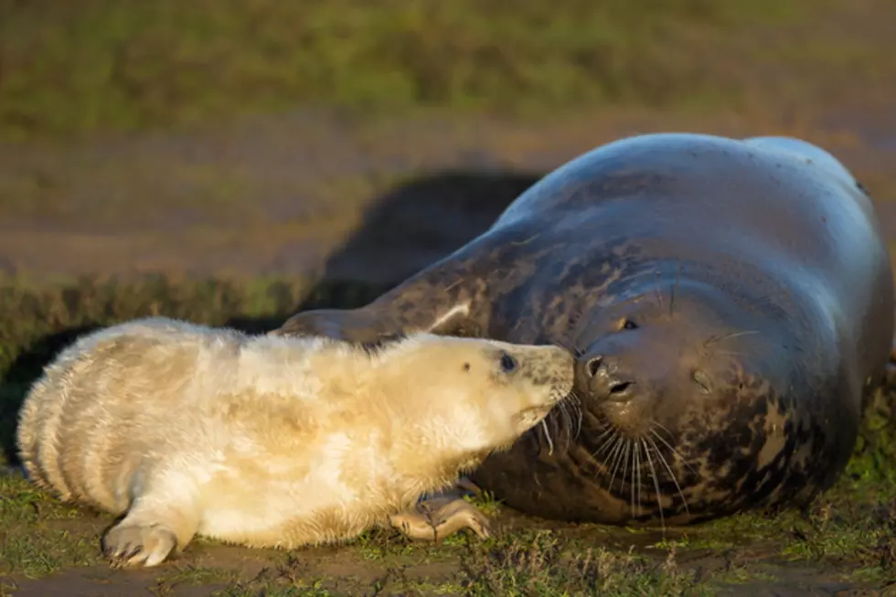 Bob Duchesne’s Wild Maine: Seal Island Pupping Colony [AUDIO]