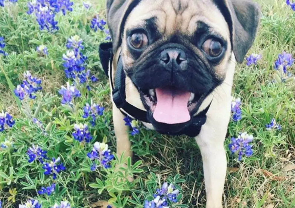 LOST DOG: Pat Green&#8217;s Pug, Ugg, Has Gone Missing