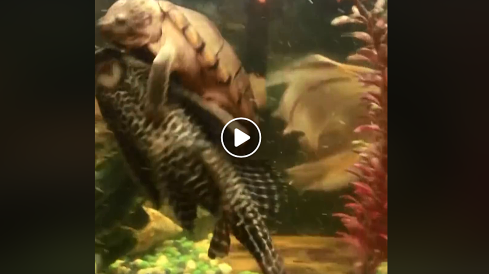 It’s Rodeo Turtle! Watch This Fish Ridin’ Terrapin Hang on for Dear Life