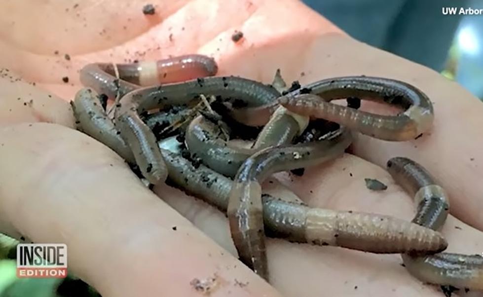 These Harmful Jumping Worms Will Invade Texas Soon If You See ’em, KILL ’em