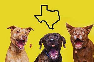 Let’s Look at the Top 5 Most Popular Dog Breeds in Texas in ’24