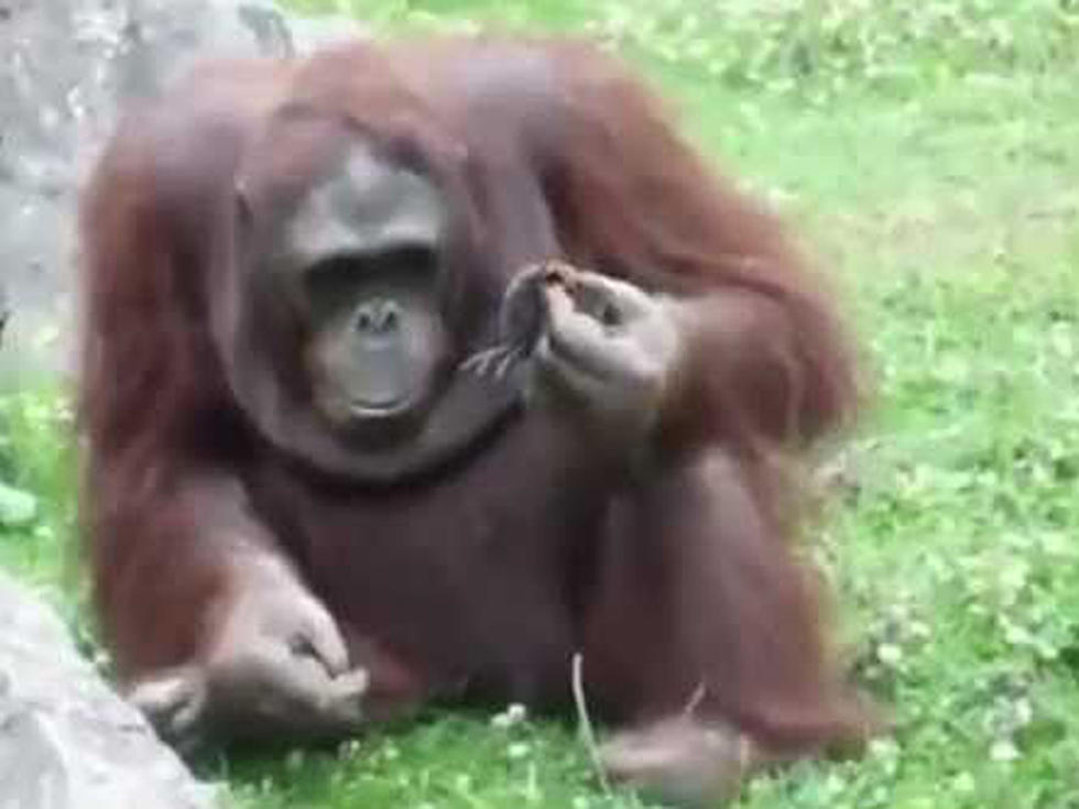 Orangutan Rescues a Drowning Baby Chick [Video]
