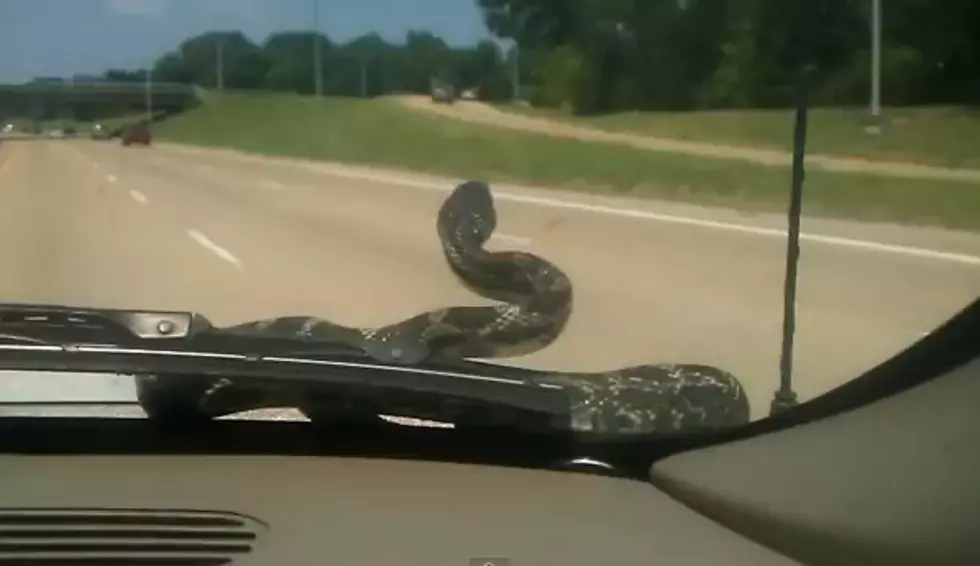 Snake On A Car! [Video]