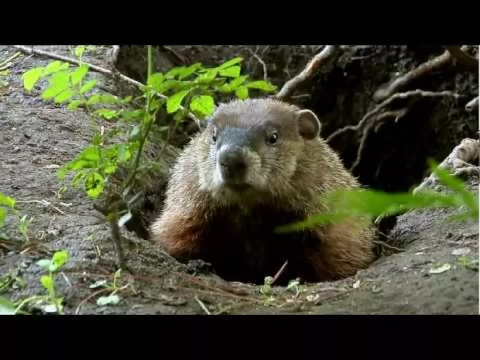 Meet The Groundhog-Teresa’s Aww! of the Day [VIDEO]