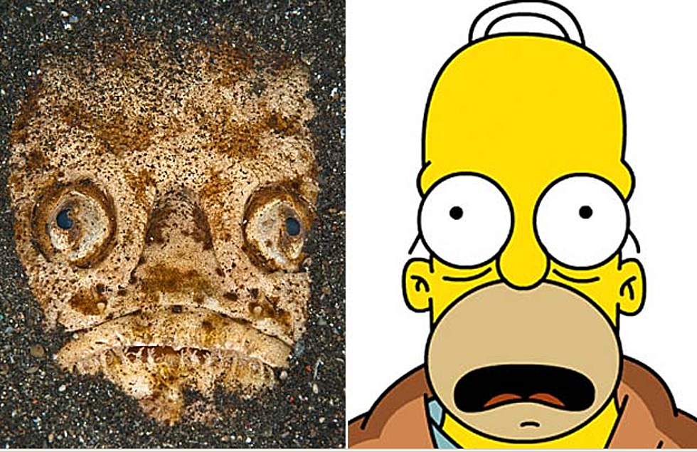 The Homer Simpson Fish (And Other Things That Look Like Homer)