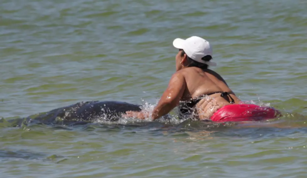 Woman Accused of Taking Manatee for Joy Ride – True Crime Report