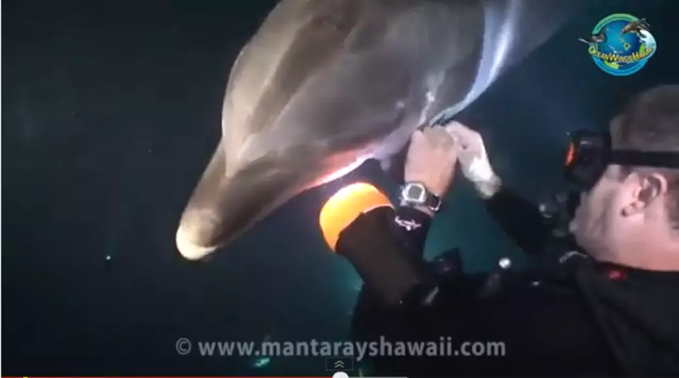 Dolphin in Distress &#8216;Asks&#8217; a Diver For Help&#8230;..Real Life Free Willy! [VIDEO]