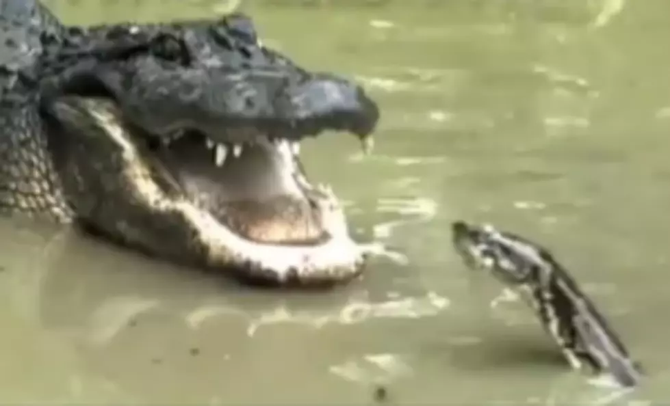 Alligator Versus Burmese Python!