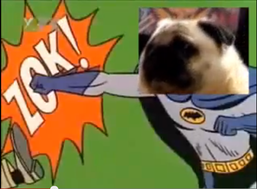 Pug Sings “Batman” Theme Song