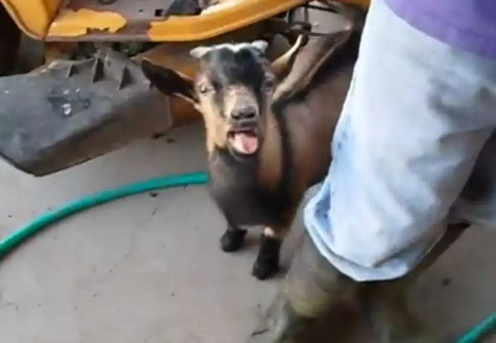 A Goat Doing A Chicken Impression [Video]