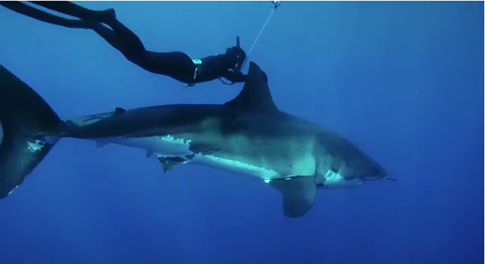 Woman Rides A Great White Shark [VIDEO]