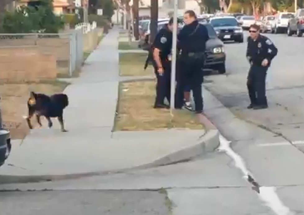 Cops Shoot Rottweiler: Who’s Fault Is It? [WARNING: GRAPHIC VIDEO]