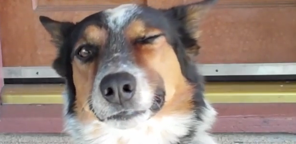 Is Your Dog Better Than Jumpy The Dog? [VIDEO]