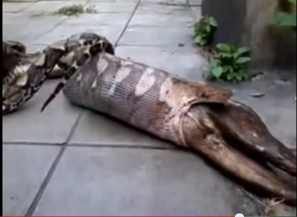 Snake Swallows A Dog Whole, Then Vomits It Up