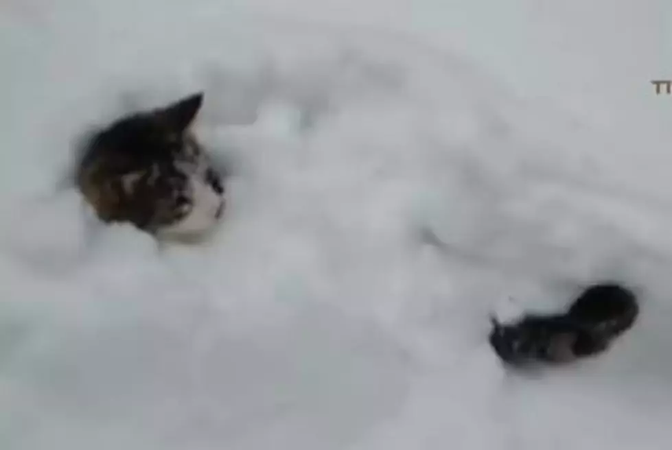 Dogs and Cats Playing in the Snow