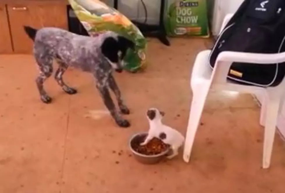 Tiny Puppy Defends Food Bowl Against Large Dog &#8211; Hilarious