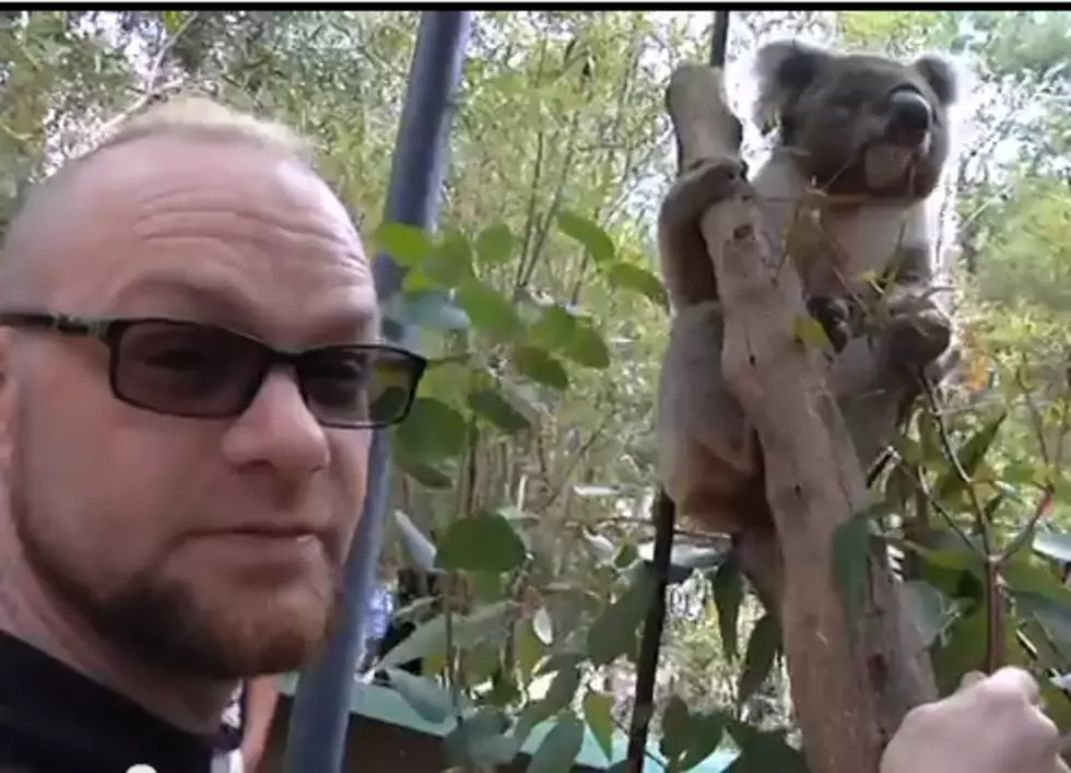 Five Finger Death Punch Visit The Zoo And Show How Angry Koalas Really Are