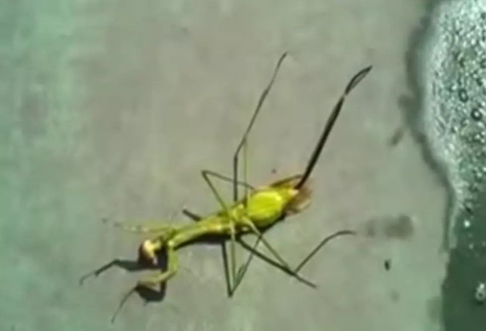 Nightmarish Parasite Busts Out of Praying Mantis
