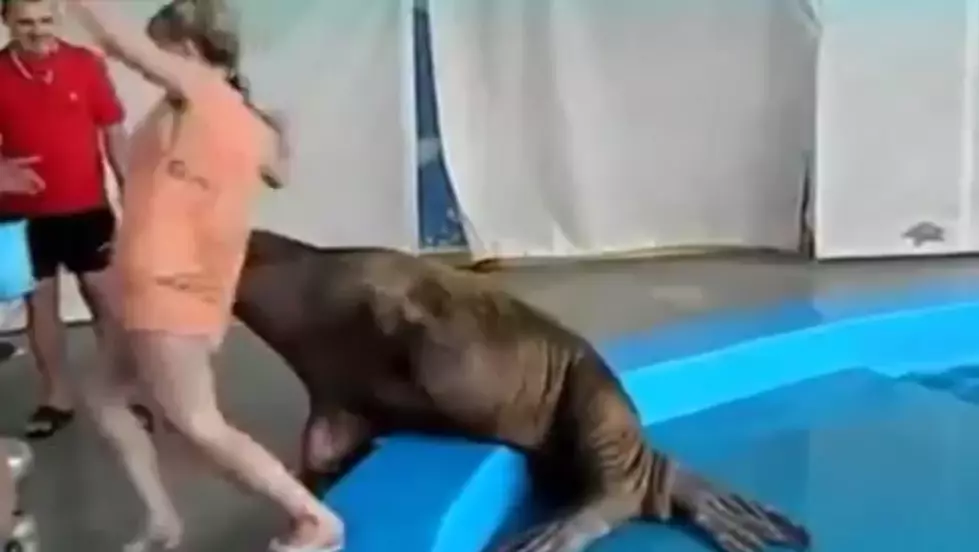 Naughty Walrus Becomes Internet Sensation After Spanking Woman