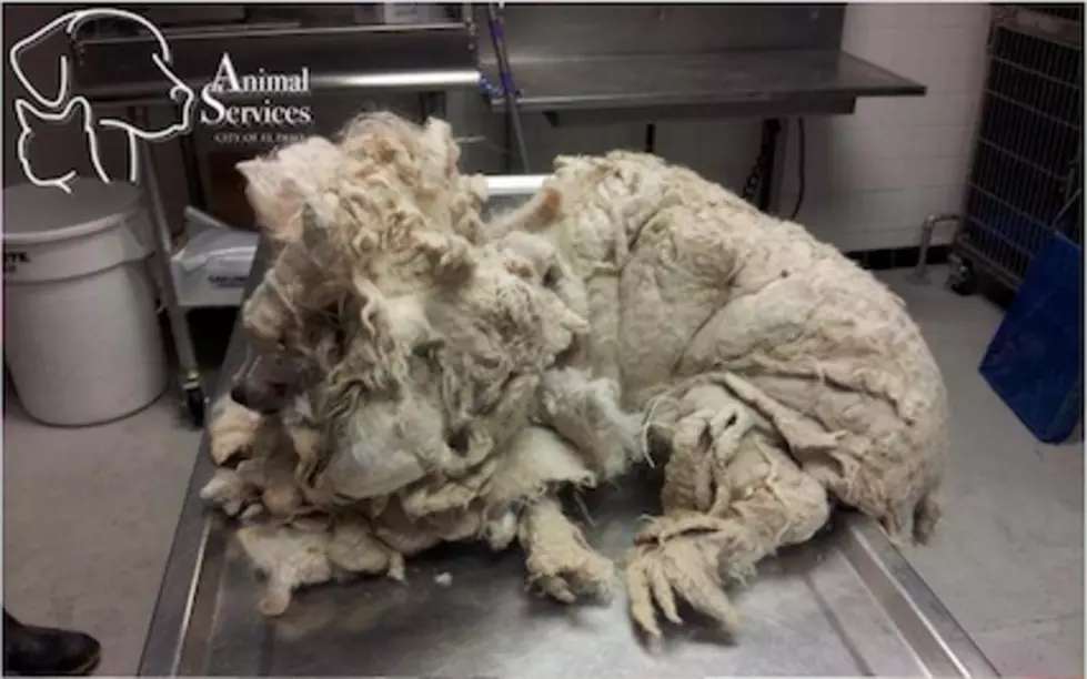 El Paso Dog Makes Amazing Transformation