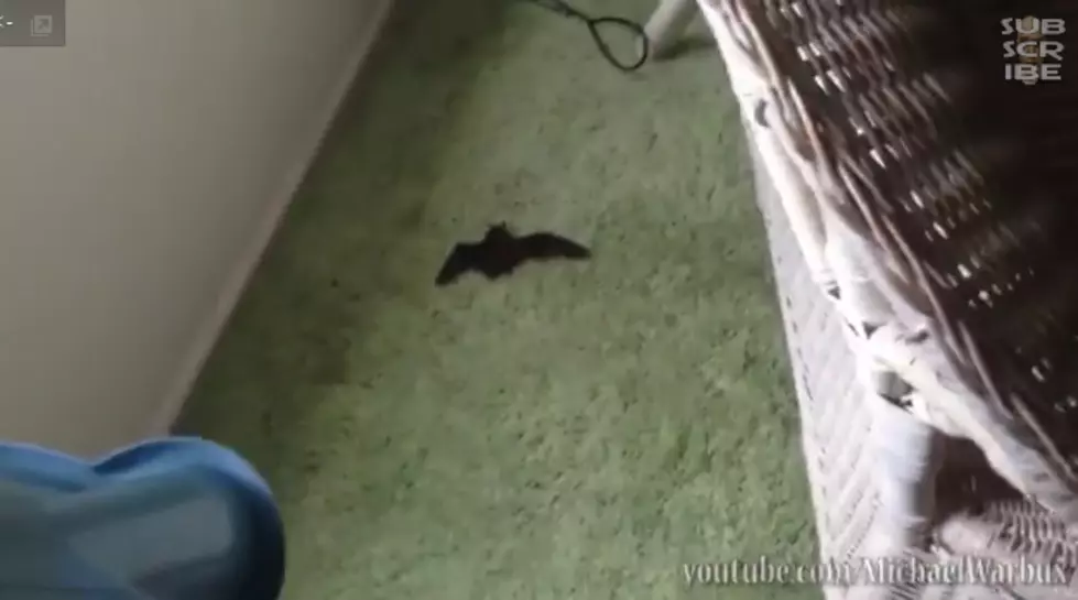 Man Attempts to Remove Bat From His Home, Fails Big Time