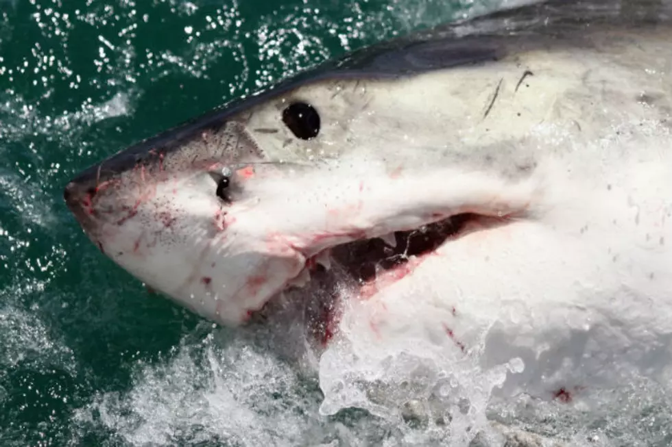 Fisherman Laugh While Swimmer Gets Attacked By Shark [VIDEO]