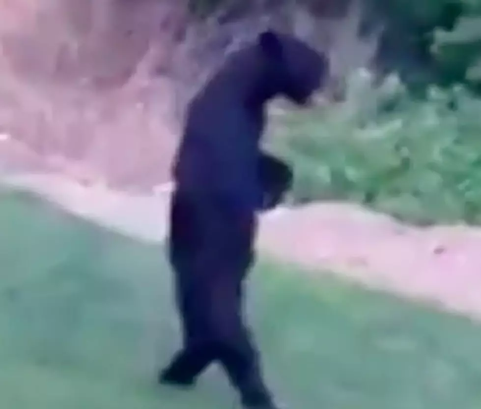 Watch A Bear Walking Around Like A Human