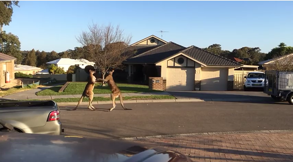Kangaroos Brawl In Australian Neighborhood