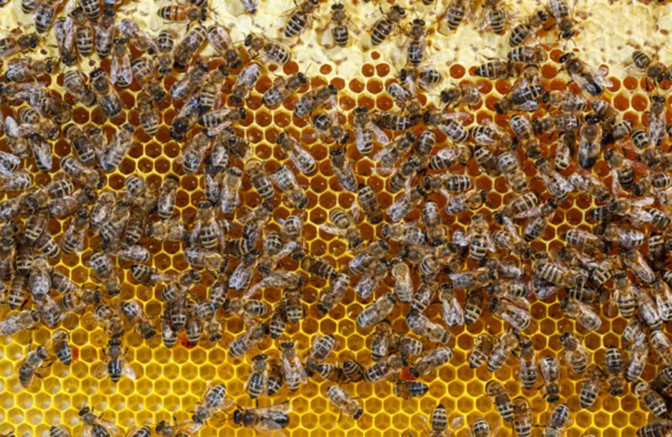 A Beekeeper ‘Accidentally’ Drops Killer Bees In This Elevator Prank [VIDEO]