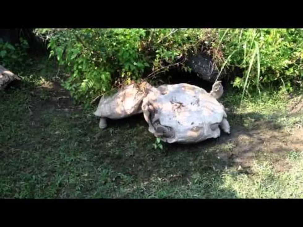 Tortoise Helping A Fallen Friend Out