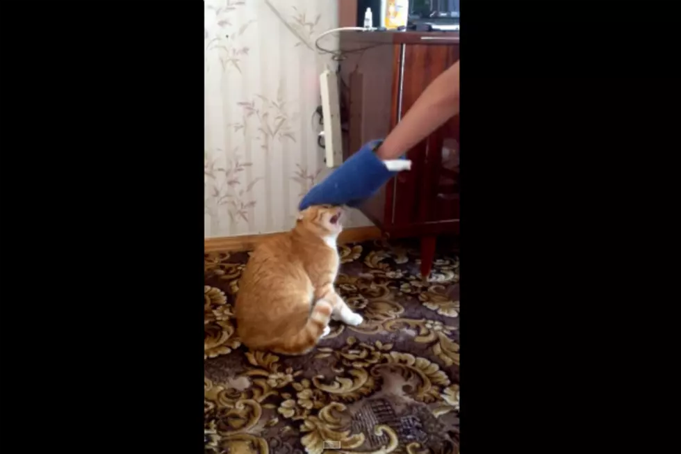 Cat Goes Crazy On A Guy And Even Chases Him Out The Window!