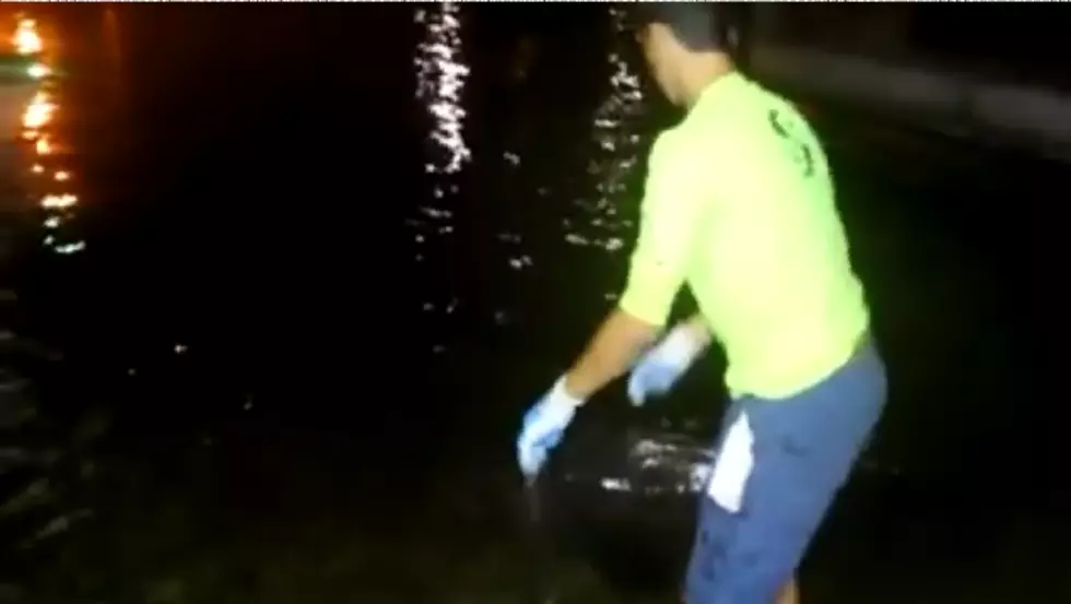 Man Catches Goliath Grouper with Bare Hands