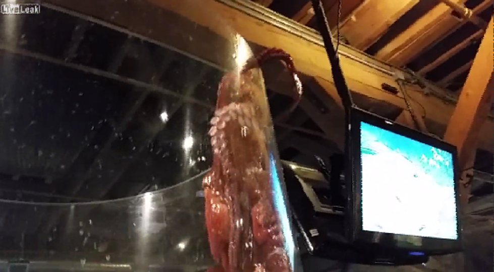 Octopus Battles Woman In An Attempt To Escape Aquarium Tank