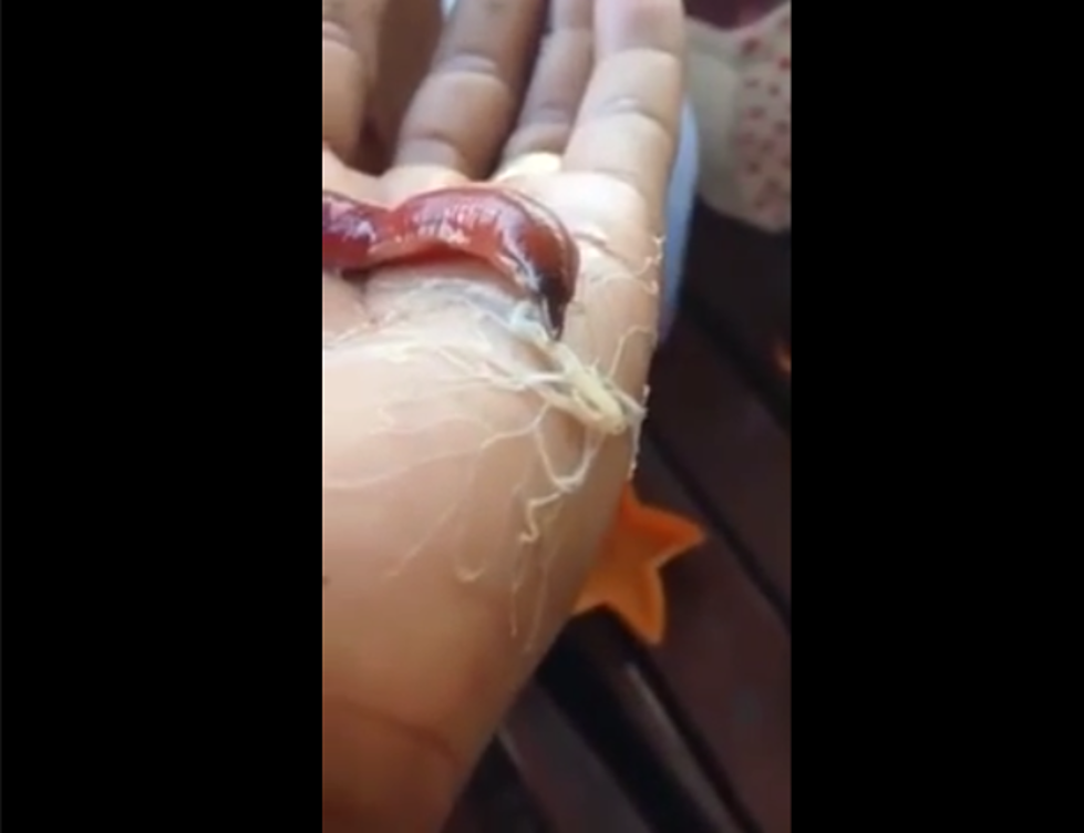 Bizarre Worm Video Has the Internet Wondering, What It This Terrifying Thing?