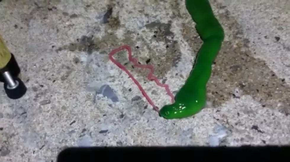 Neon Green Ribbon Worm Freaks out Fisherman