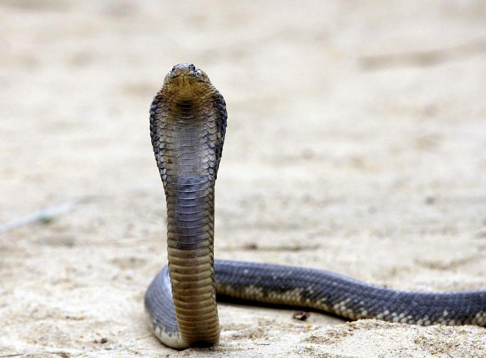 Deadly, Aggressive Snake Loose After Killing Pet Store Worker in Texas