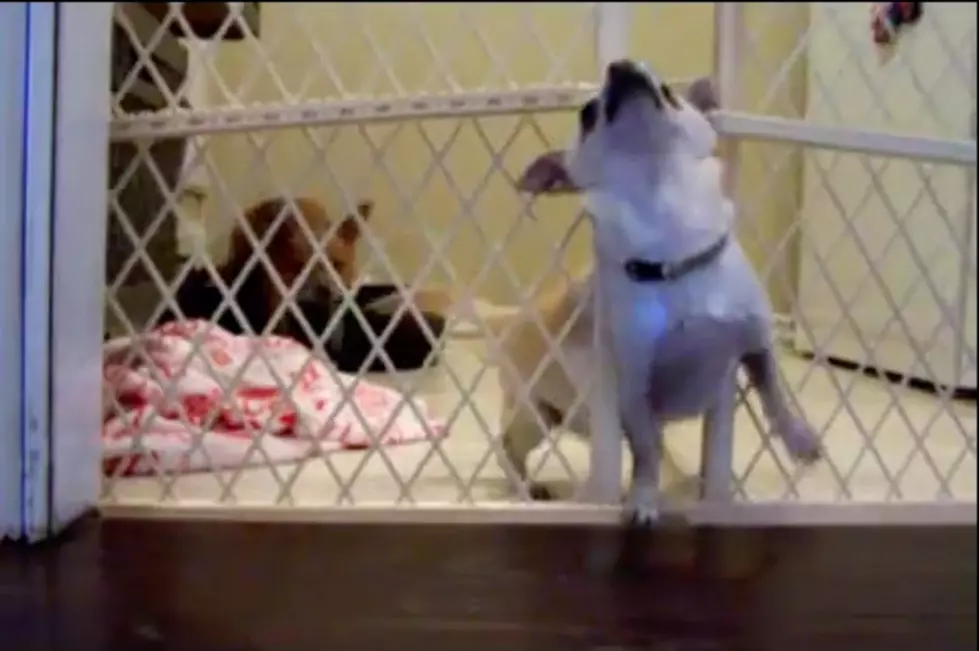 Chihuahua&#8217;s Hilariously Daring Escape, Complete with Imgur Comments