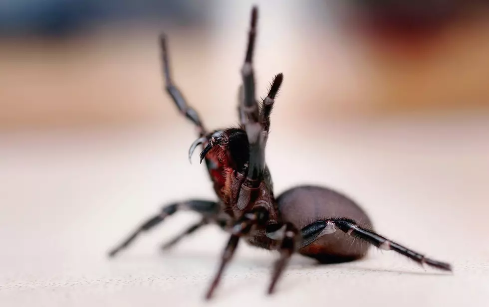 Fernie Freaks Over Giant Spider 