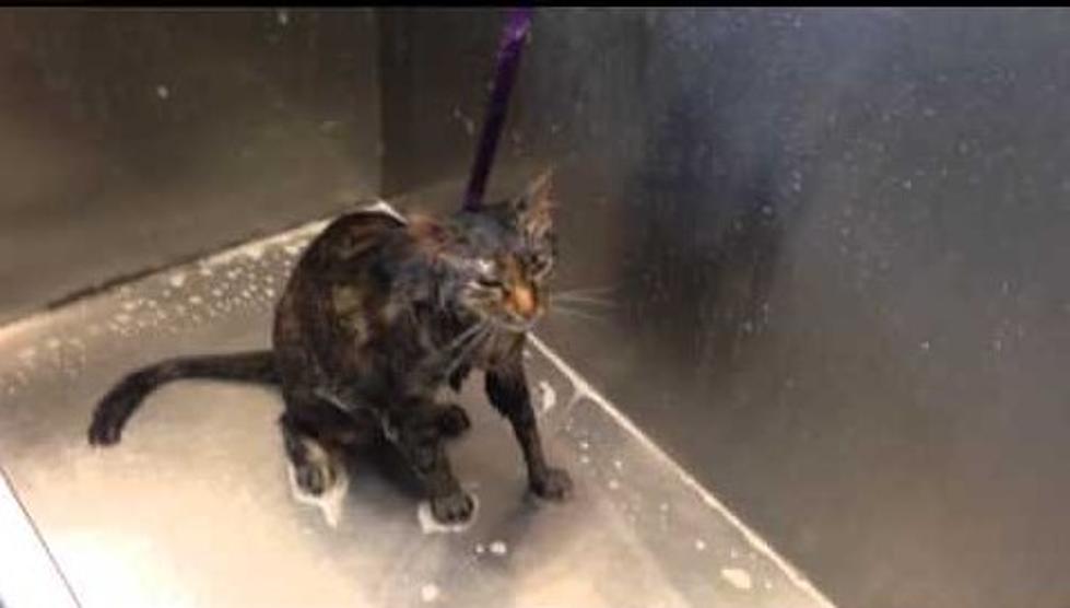 Angry Cat Has Figured Out How to Yell ‘No More’ During Bath Time