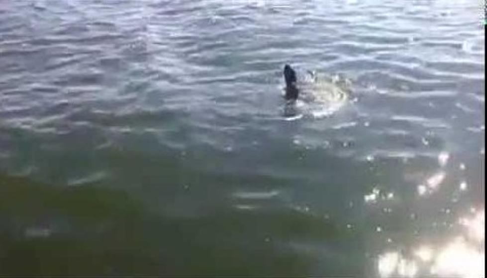 Boston Man Freaks out After Seeing a Giant Weird Fish [VIDEO]
