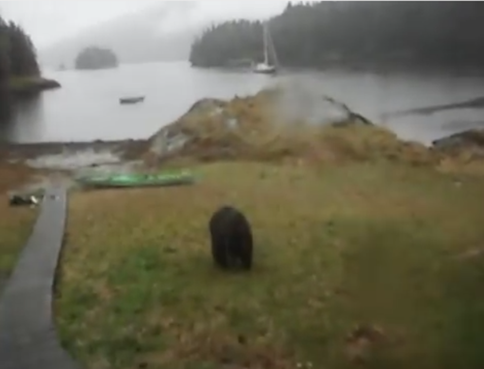 Jerk Bear Rips Apart Woman’s Kayak, Despite Her Begging It to Stop