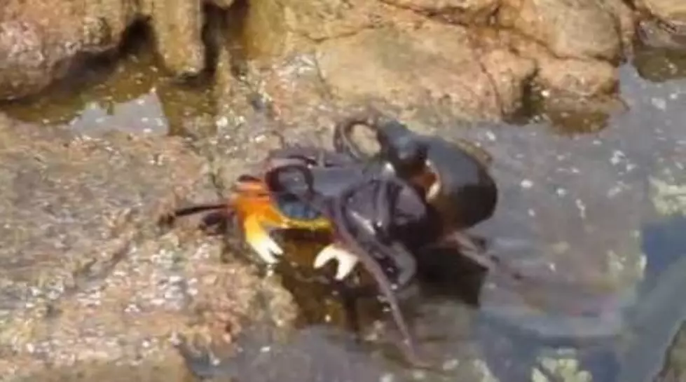 Octopus Surprise Attacks Crab, Drags Him Into His Lair