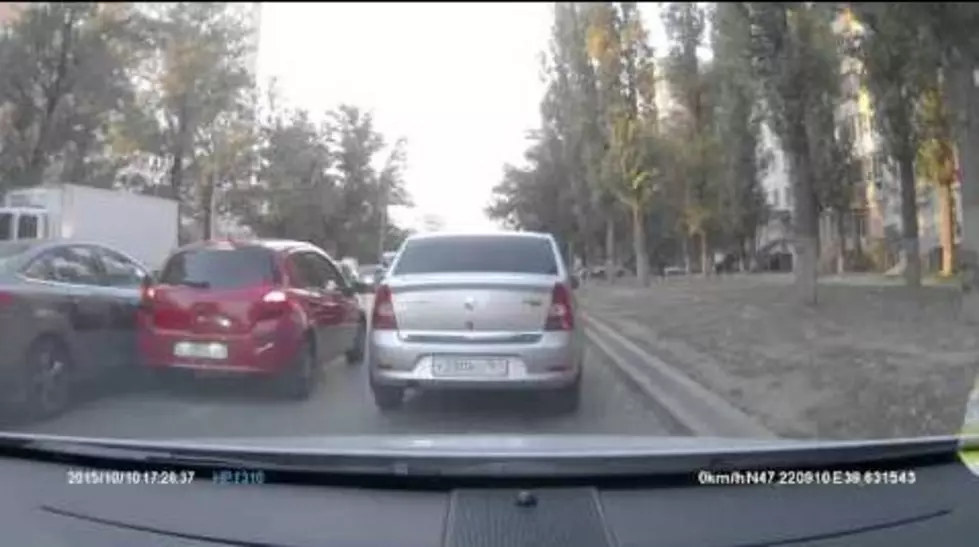 Rude Pigeon Causes Three-Car Pile Up on Russian Road