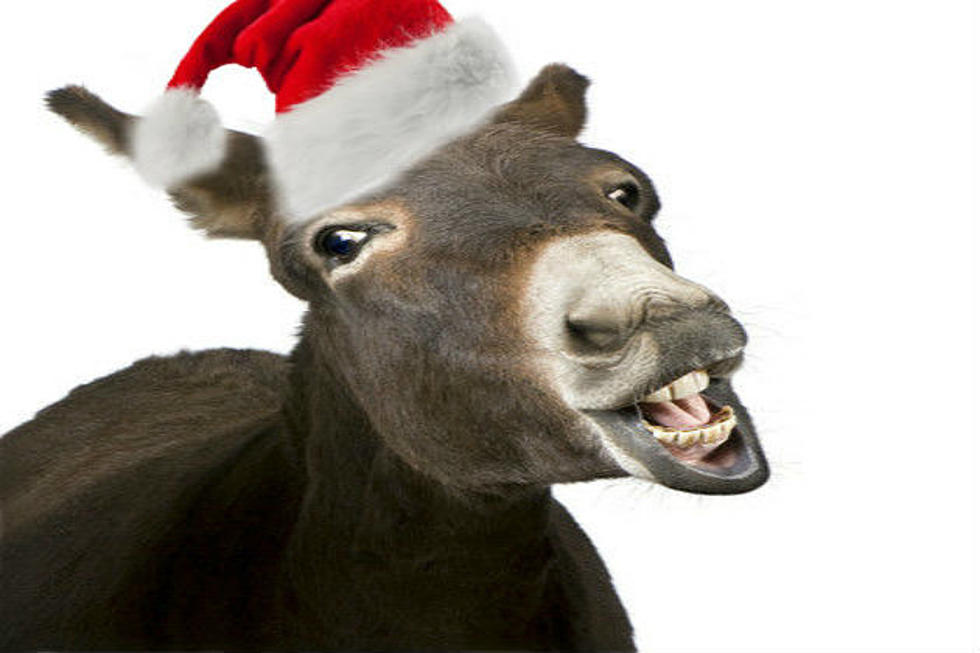 A Present From The Buzz Adams Morning Show - Dominick The Donkey