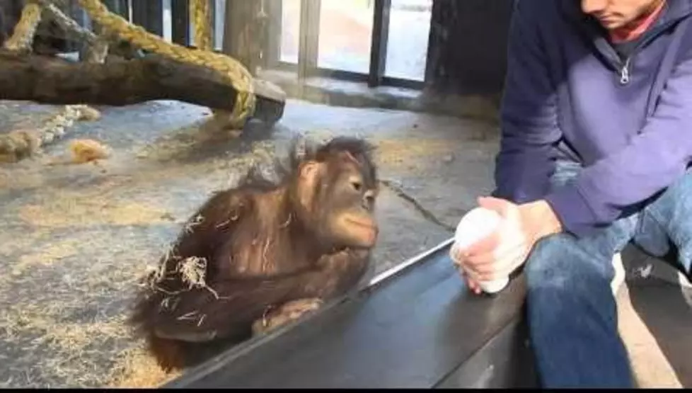 Watch Orangutan Have His Mind Blown By A Simple Magic Trick