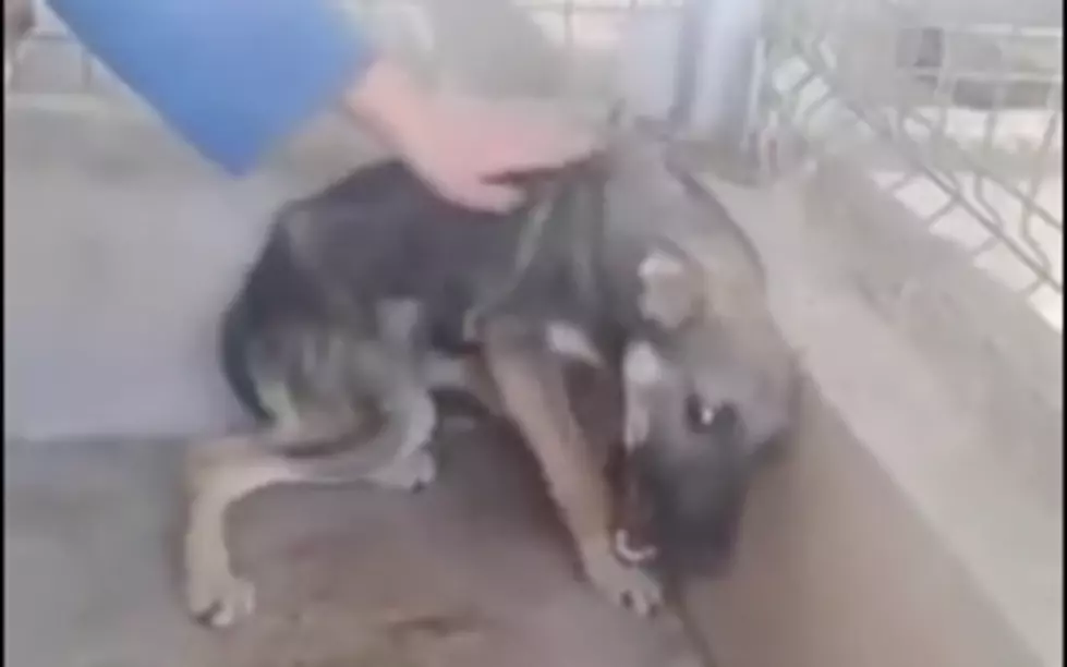 This Abused Dog Screamed at Human Touch, Now Has Made an Amazing Transformation